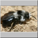 Andrena cineraria - Sandbiene w04c mit Stylops.jpg
